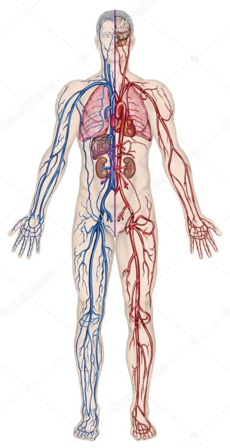 sieć naczyń krwionośnych